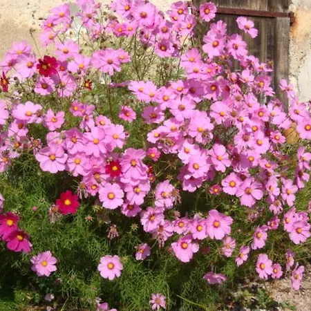 Domaine Sainte Marie *